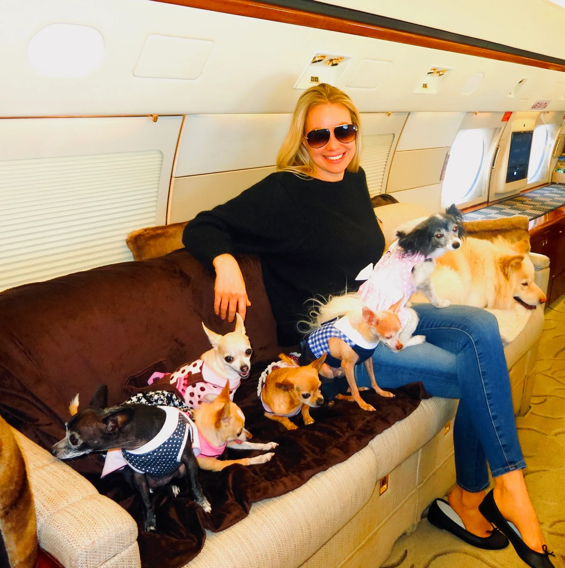 Cassandra Mann aboard a jet with several of her rescued chihuahuas.